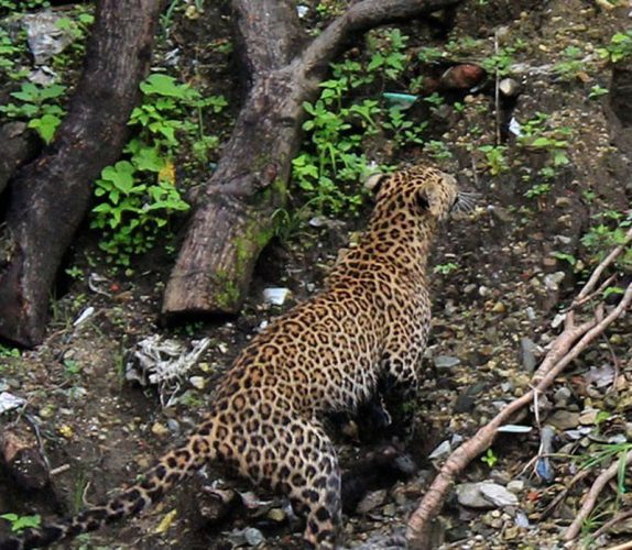 बैतडीमा चितुवाको आतंक