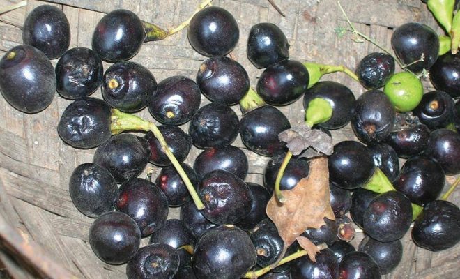 आम्दानीको माध्यम बन्दै सुगन्धकोकिला