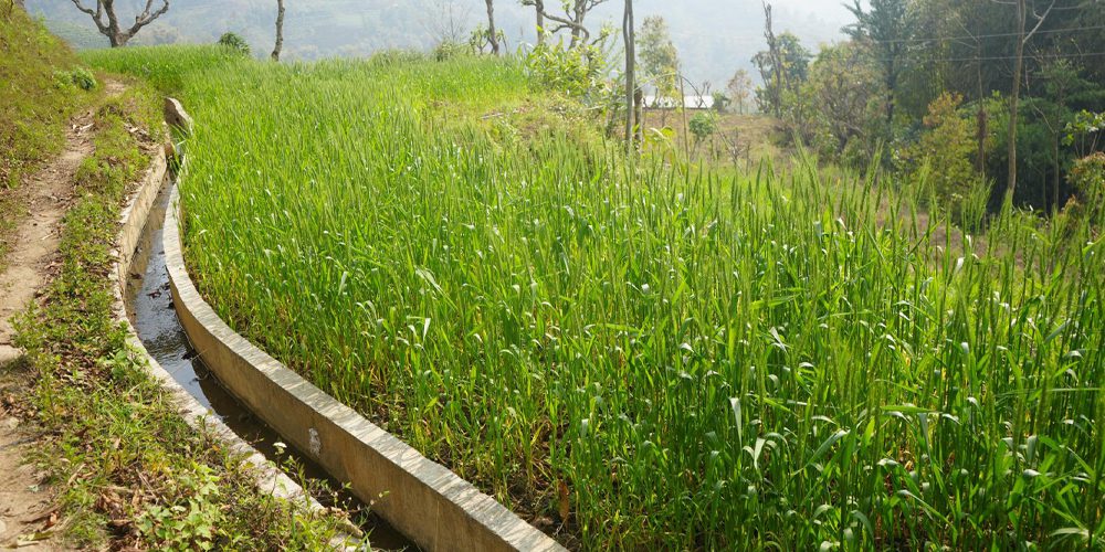 सिँचाइ सुविधापछि तीन बाली खेती