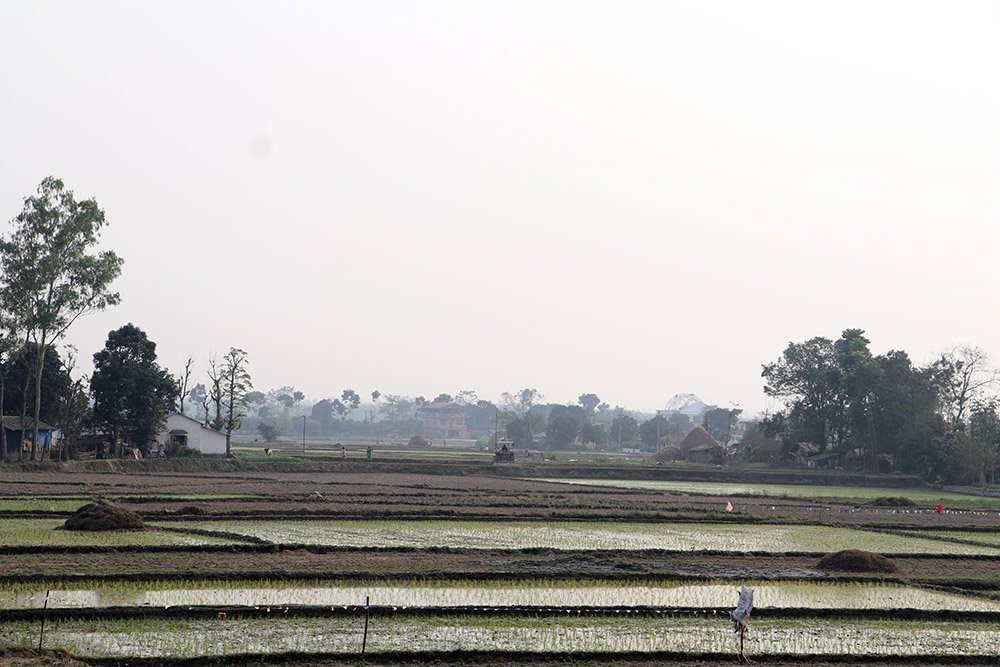 नवलपरासीका किसान चैते धान रोप्न व्यस्त